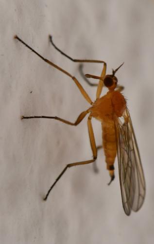Empis lutea